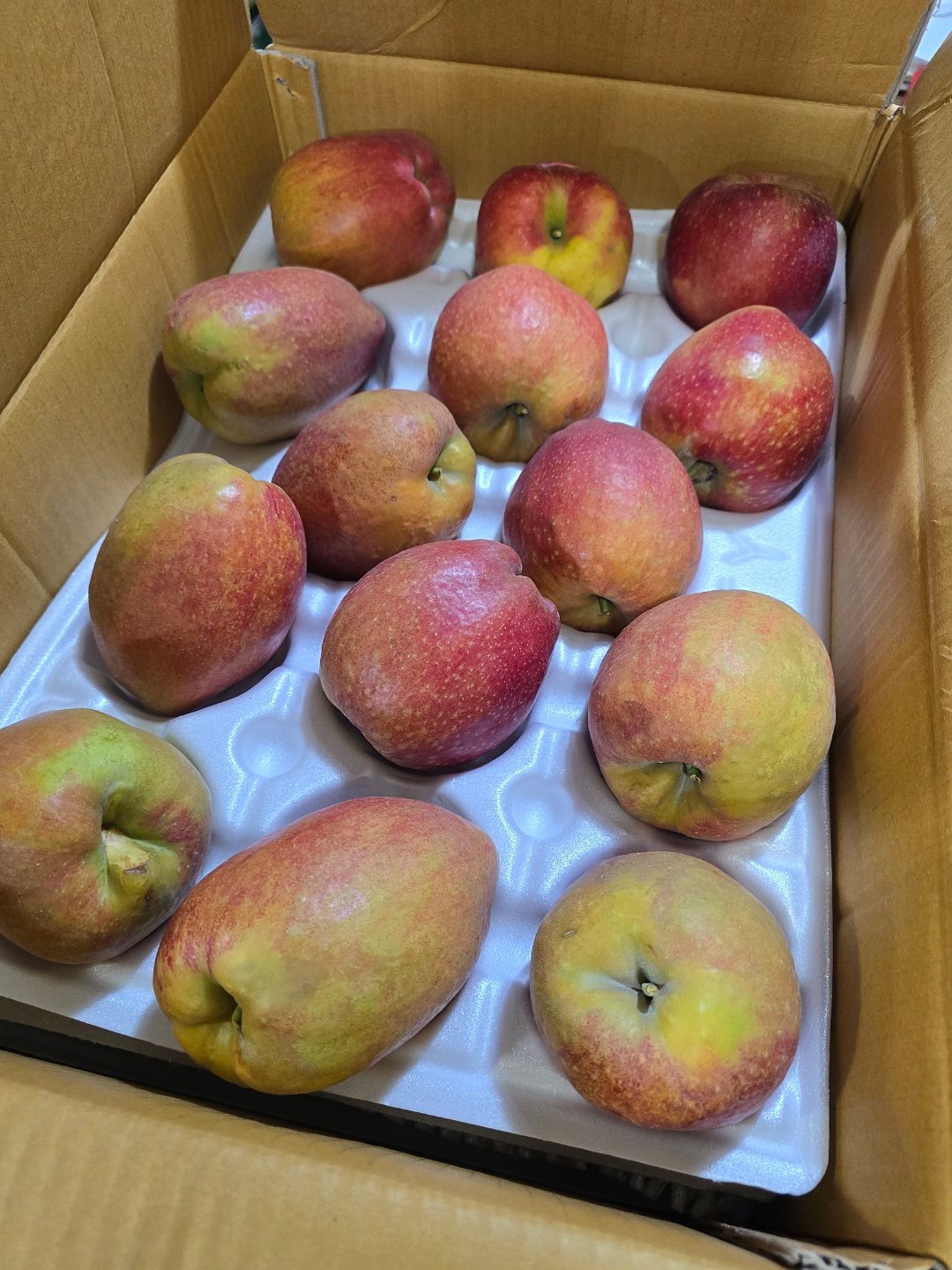 🍎🍎 이지플 사과!!! 무려 20 브릭스나 되는 신품종 사과!! 한번 드셔보실까요?